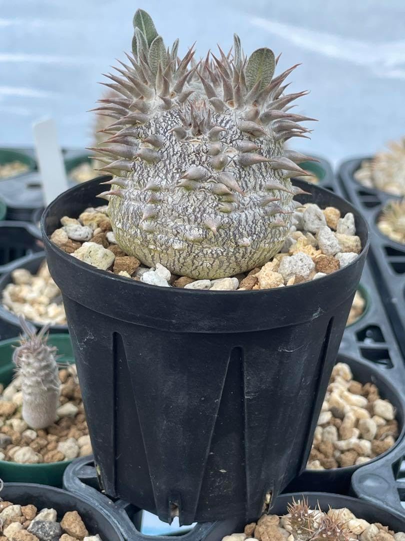 パキポディウム グラキリス実生 鉢ごと パキポディウム グラキリス