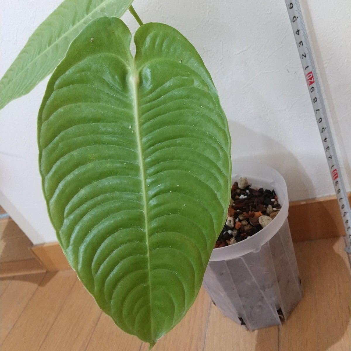 Amazon.co.jp: アンスリウム ベイチー スーパー ナローAnthurium