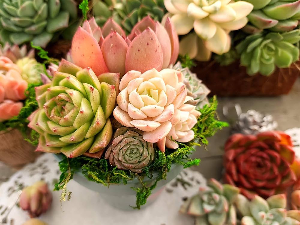 Amazon.co.jp: 10+2S【公式ラインお友達追加でプラス2苗プレゼント