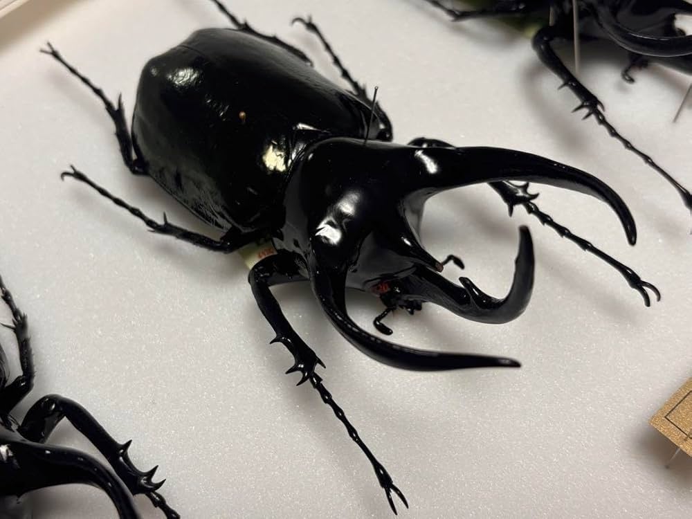 Amazon.co.jp: WD 大型コーカサスオオカブト タイリクコーカサス標本