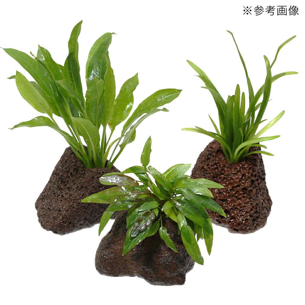 Amazon | 《一旦非表示》形状お任せ 穴あき溶岩石（約7～12cm 穴