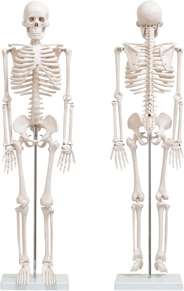 Amazon.co.jp: ottostyle.jp 人体骨格模型 関節を動かせる 骨 【本体