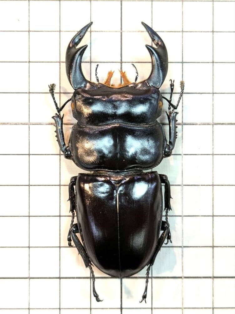 Amazon.co.jp: インドアンタエウス 81.6㎜ ラベル付 標本 アンタエウス