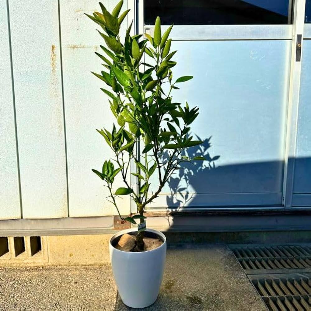 Amazon.co.jp: せとか みかんの苗木 ミカンの果樹苗7号 鉢カバー 樹高