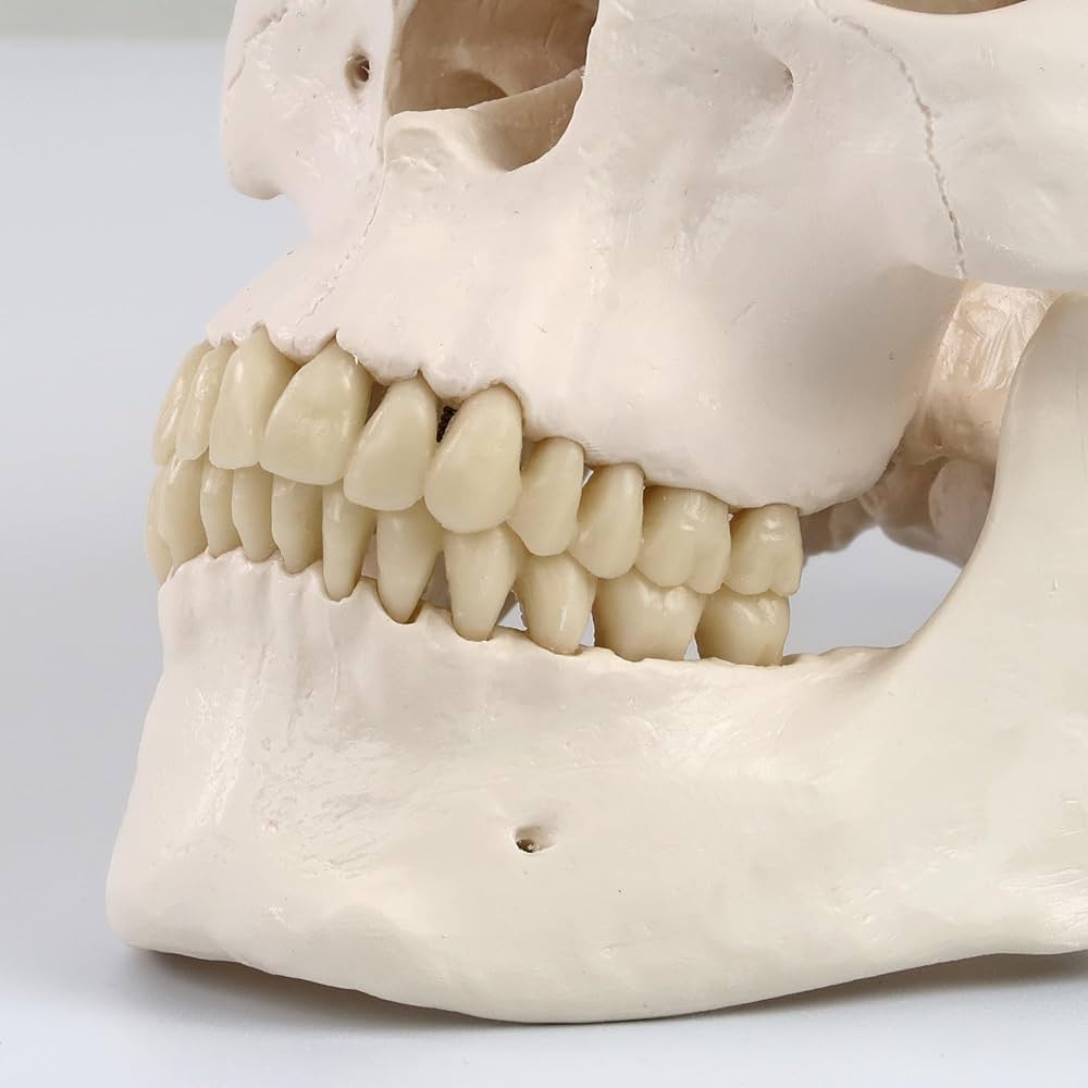 Amazon.co.jp: 実物大の頭蓋骨模型 - 頭蓋，標準型モデル - 3B