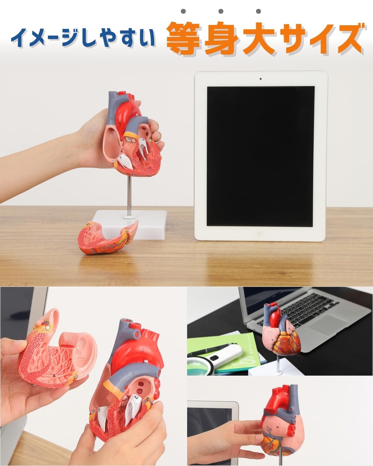 Amazon.co.jp: KIYOMARU 心臓模型 等身大 2パーツ分解 スタンダード