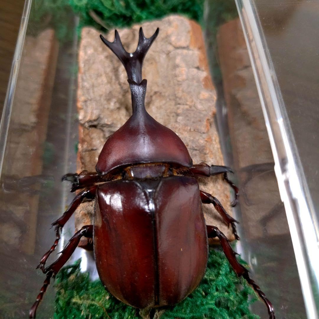 Amazon.co.jp: 特大レッド赤カブトムシ昆虫標本82mm頭角幅18mmぐらい夏