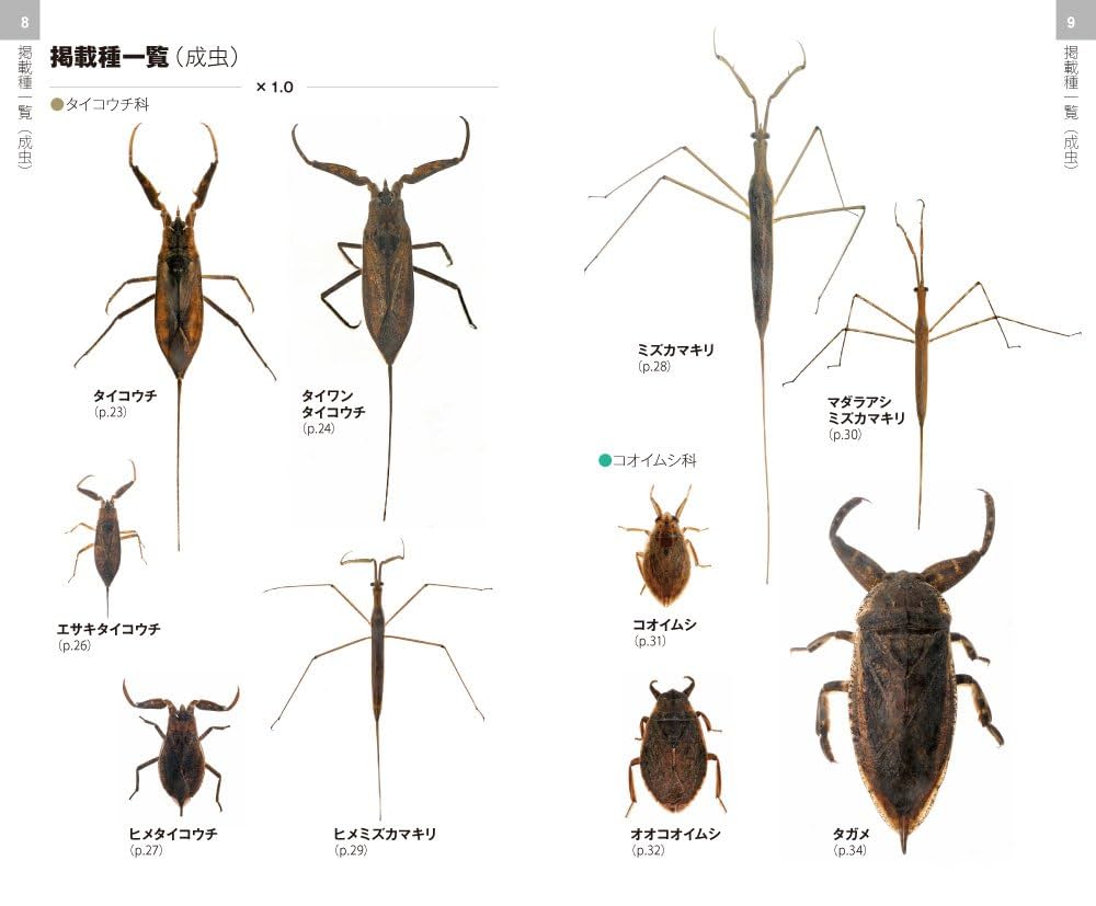 ナンベイオオタガメ 102mm(頭部〜羽先) 昆虫標本 タガメ 水生昆虫 標本