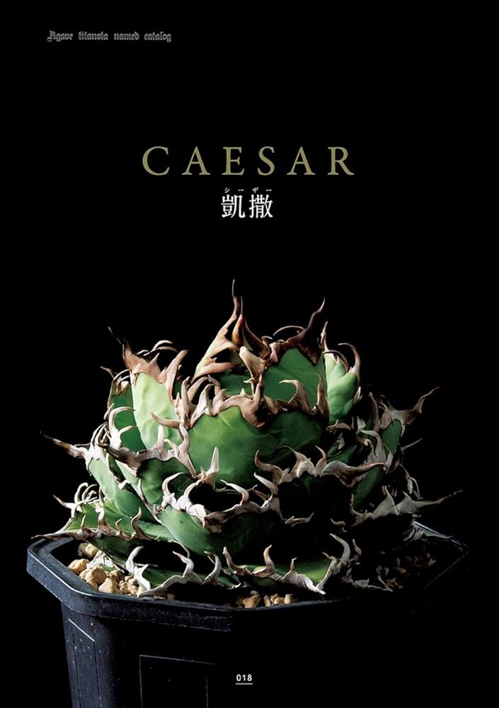 アガベ・チタノタ -表情豊かな株の個性と美しく仕上げるための育成