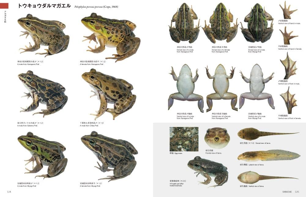 日本産カエル大鑑 | 松井 正文, 前田 憲男 |本 | 通販 | Amazon