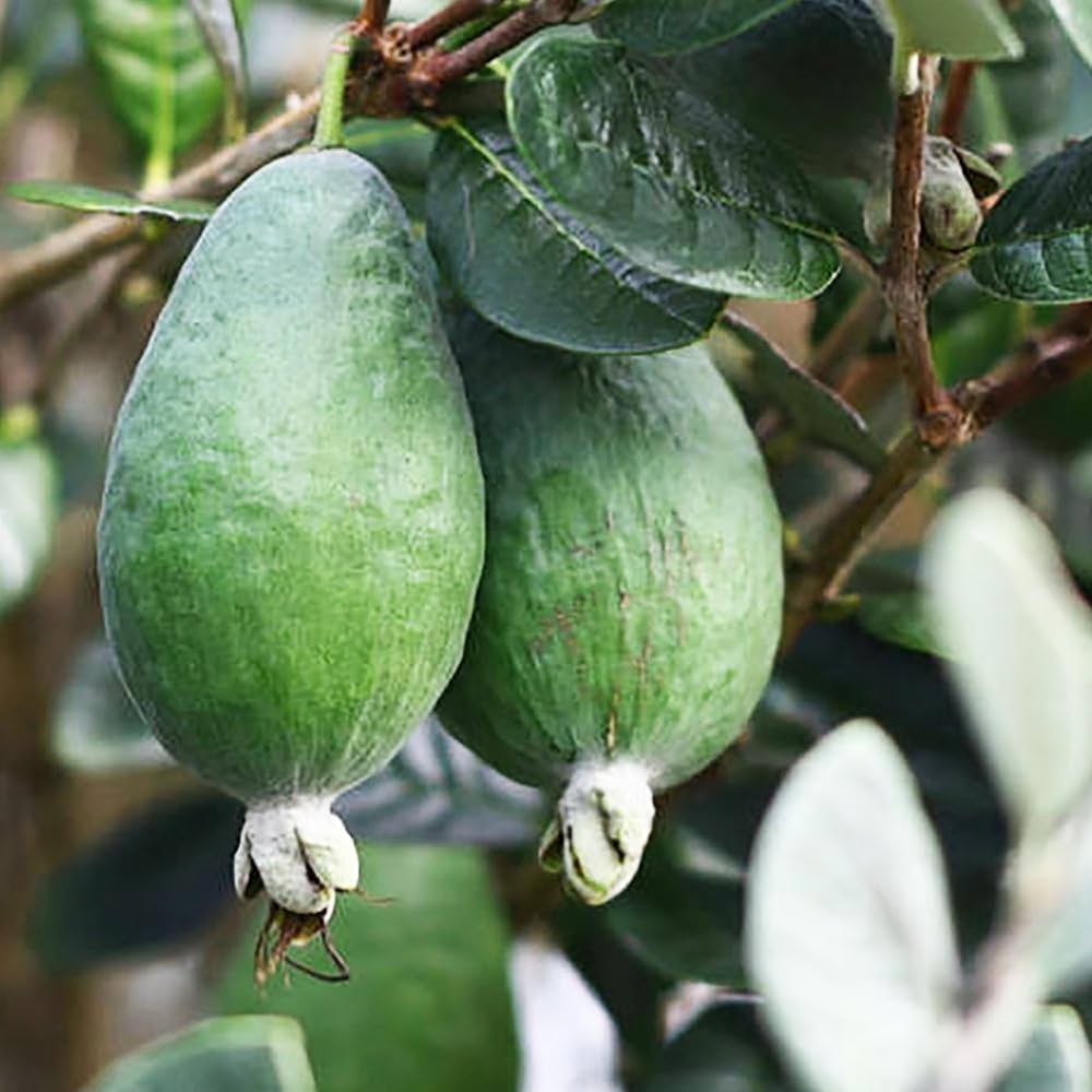 Amazon.co.jp: ITANSE フェイジョア クーリッジ 1年生 挿し木苗