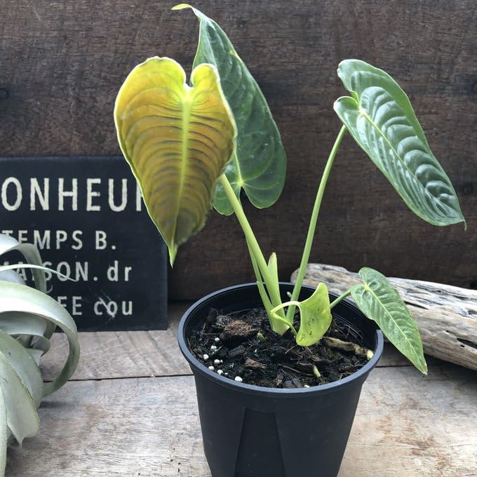 Amazon｜アンスリウム ベイチー 4号ポット 観葉植物 希少｜観葉植物