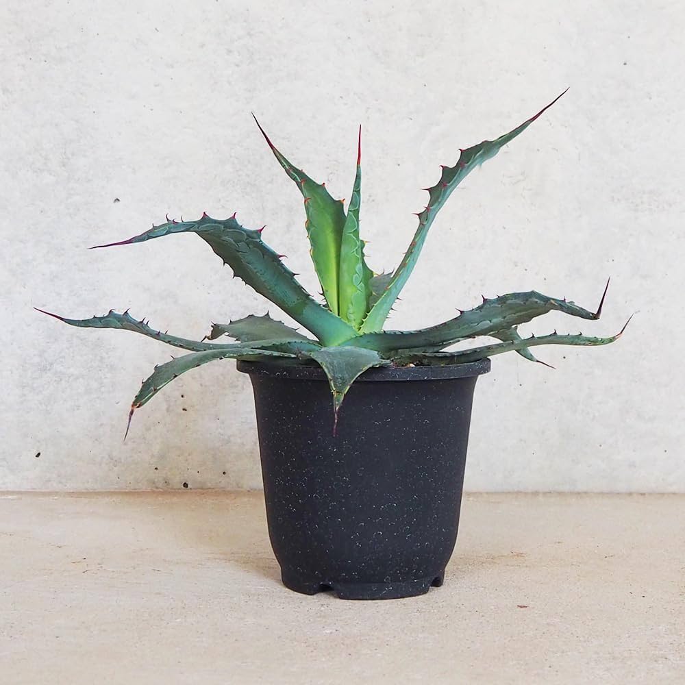 61nXELnwY1L._AC_UF1000,