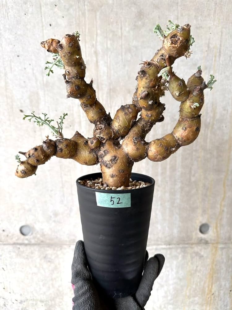 Amazon｜【現品限り】ペラルゴニウム・クリズミフォリウム 現地株