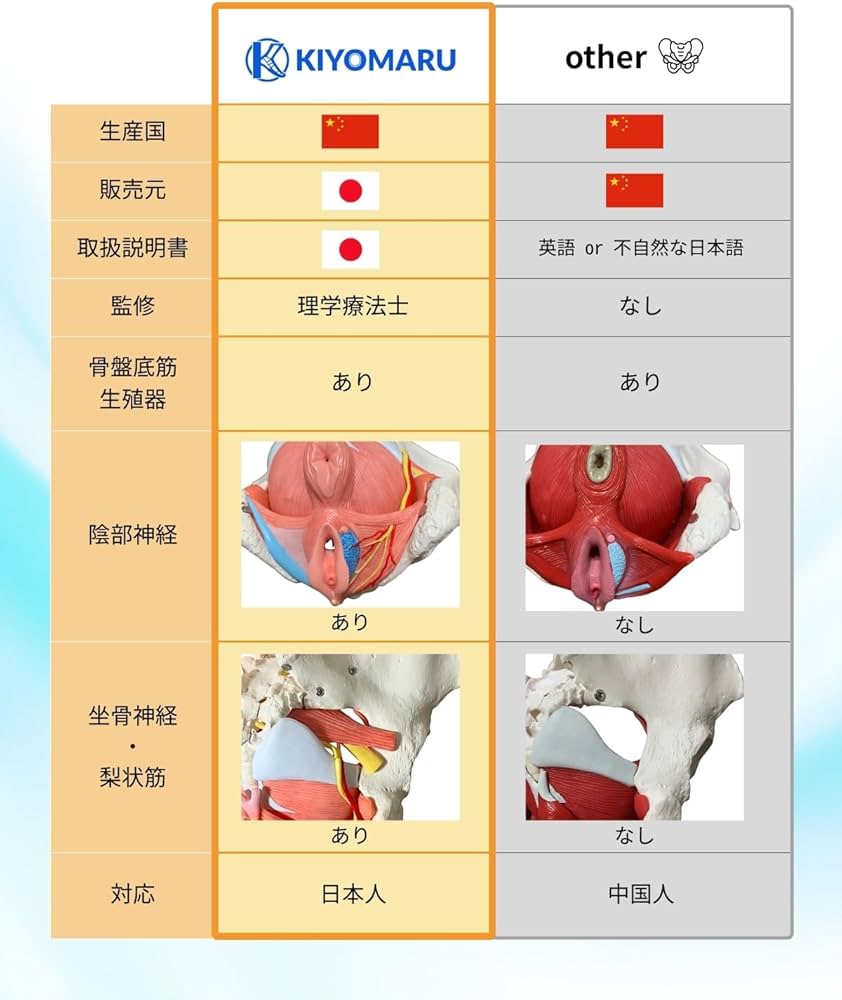 Amazon.co.jp: KIYOMARU 骨盤底筋付き女性骨盤模型 人体模型 8パーツ