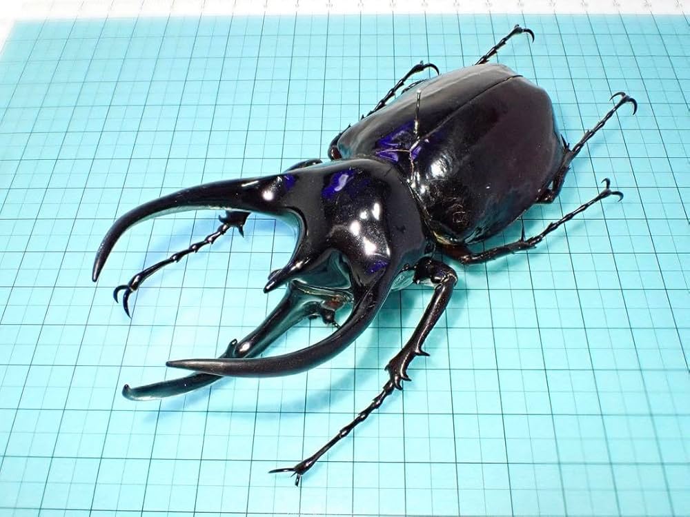 Amazon.co.jp: 標本コーカサスオオカブト マレーシア産 109.3ミリ 野外