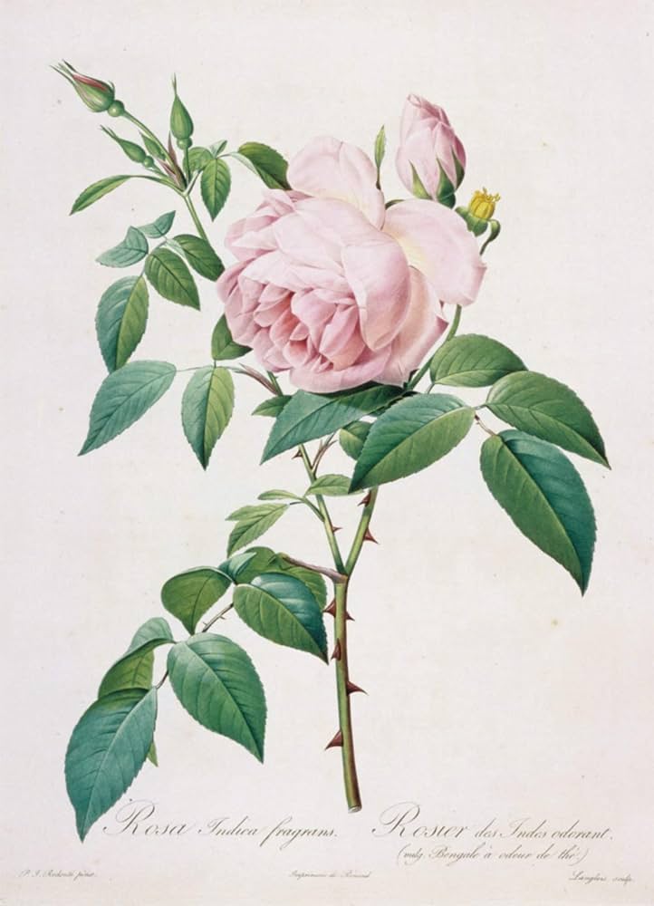 豪華愛蔵版 Les Roses バラ図譜 | ピエール・ジョセフ・ルドゥーテ |本