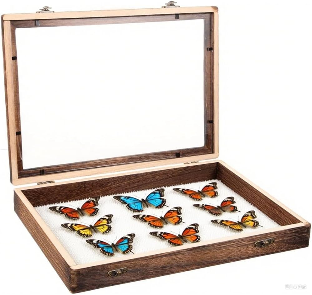 蝶番で開閉可能タイプ 標本箱 2個 ＆ 標本箱収納ケース バラ売り可