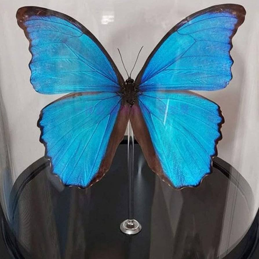 Amazon | Morpho Menelaus,Morpho Didius、蝶の昆虫標本、本物の蝶の