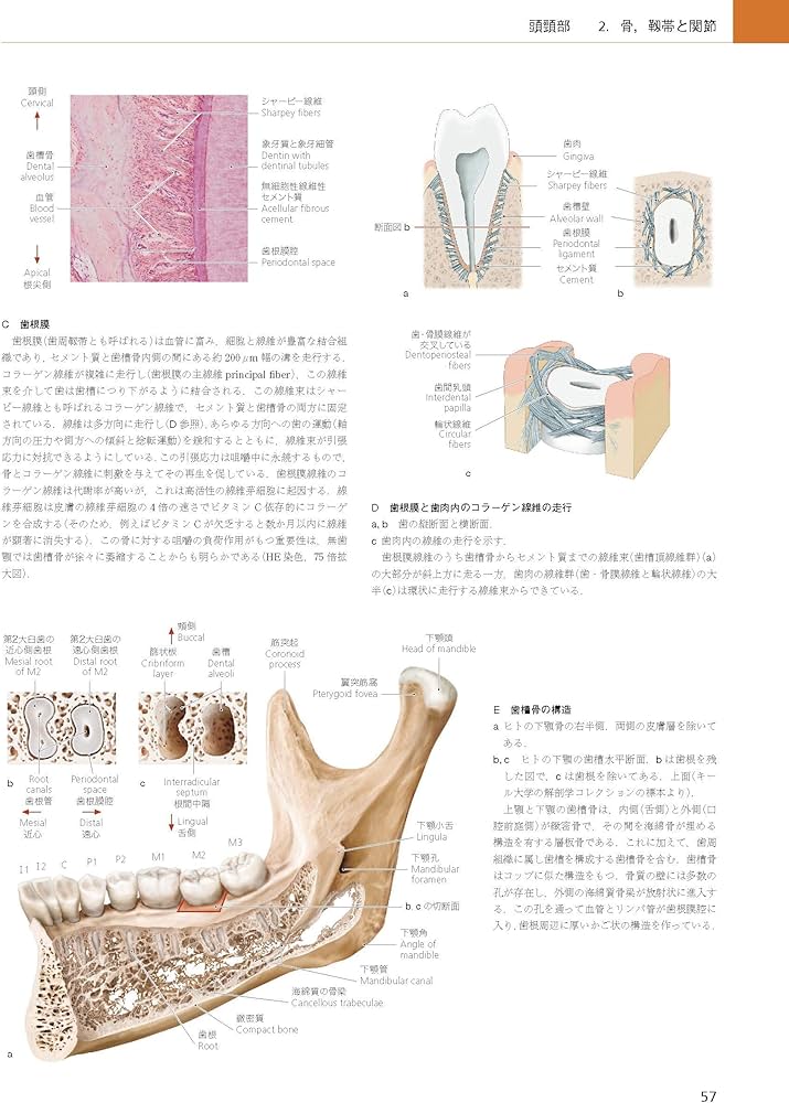 プロメテウス解剖学アトラス 頭頸部/神経解剖 第3版 | 坂井 建雄 |本