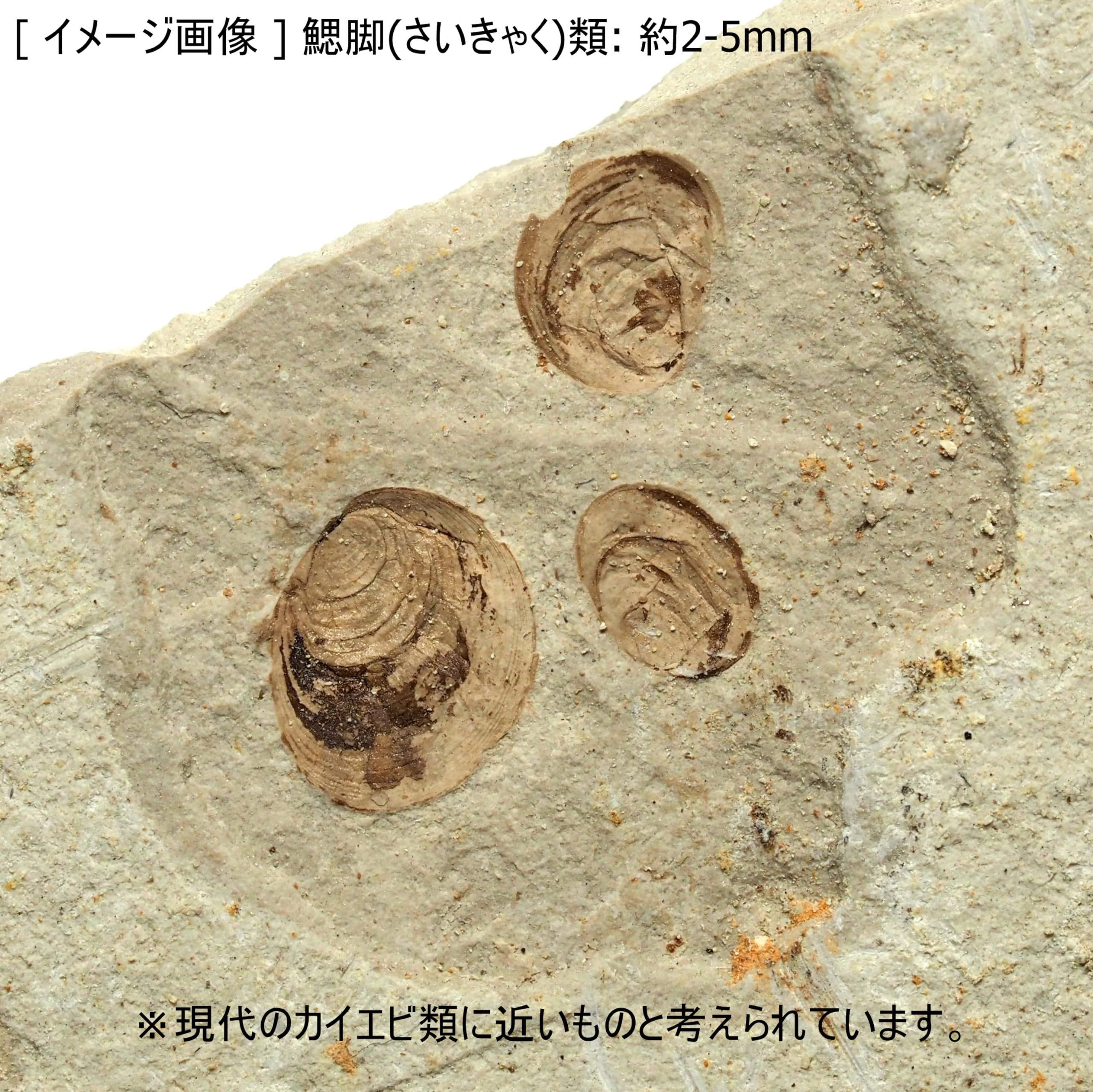 Amazon | [N2 stone Natural] 天然化石 鰓脚類が含まれるジュラ紀の