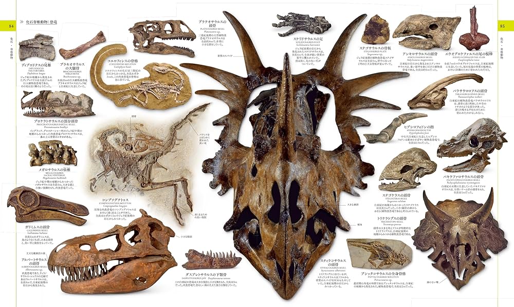 Amazon.co.jp: 地球博物学大図鑑 新訂版 : スミソニアン協会