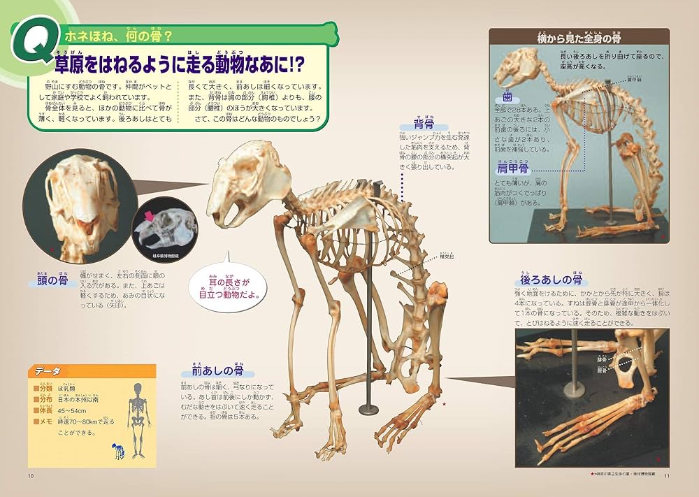 81tnbuqNIRL._AC_UF1000,