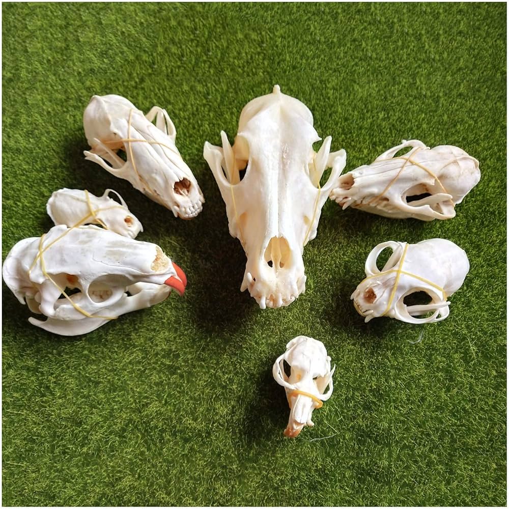Amazon.co.jp: 動物の頭蓋骨の標本-7個の動物の骨格モデル-犬の頭蓋骨