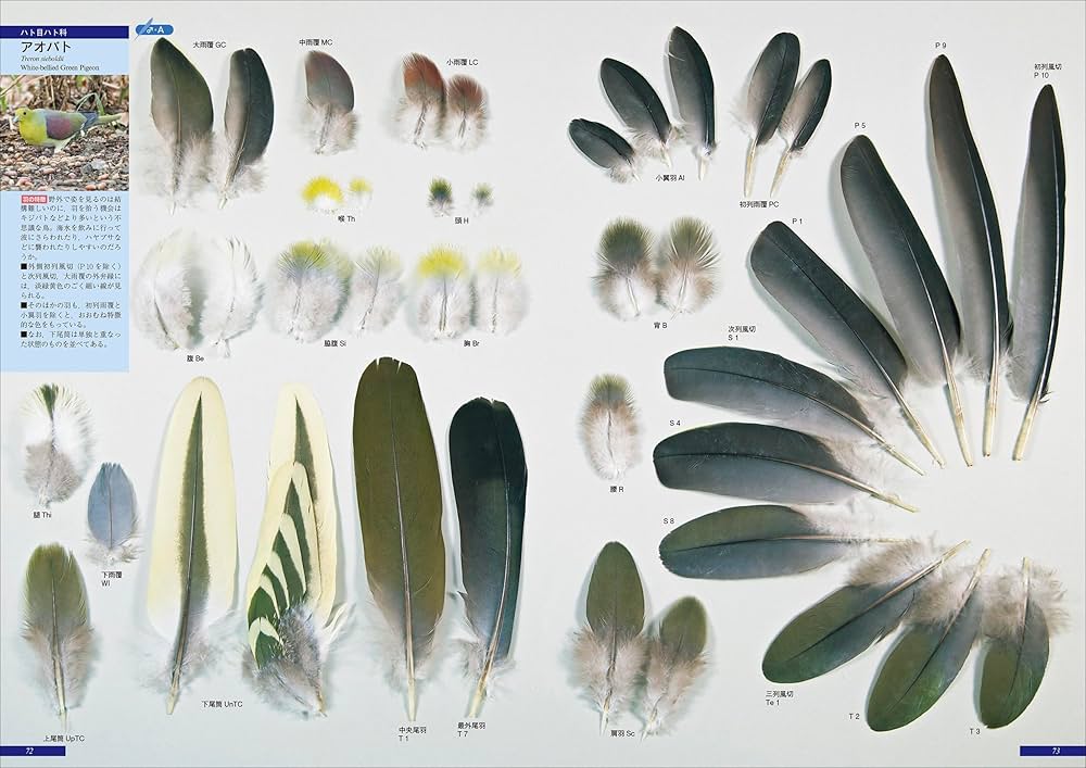 原寸大写真図鑑 羽 増補改訂第2版 | 叶内 拓哉, 高田 勝, 新谷 亮太