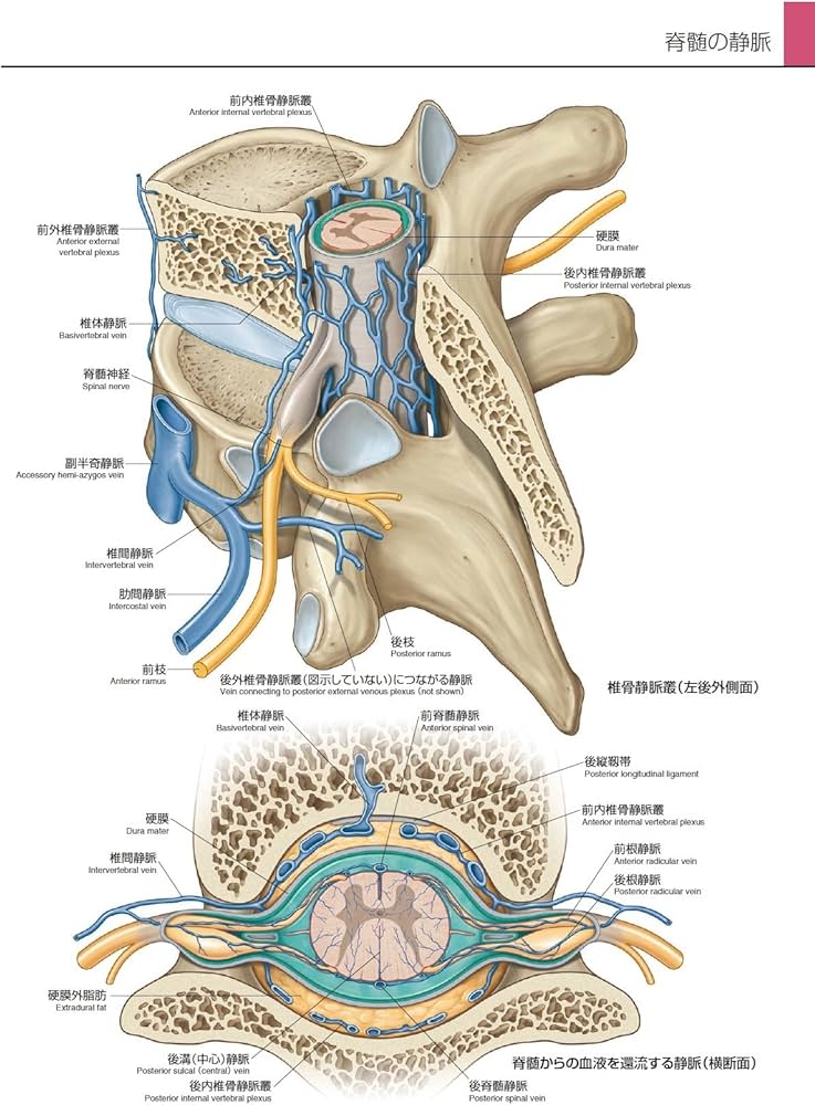 グレイ解剖学アトラス 原著第2版 電子書籍(日本語版)付 | Richard L