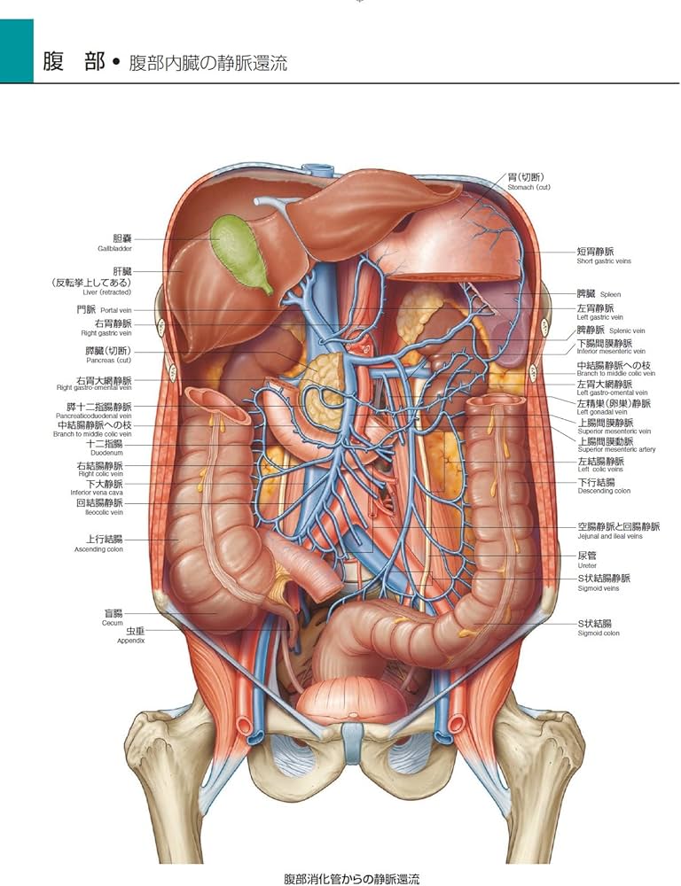 グレイ解剖学アトラス 原著第2版 電子書籍(日本語版)付 | Richard L