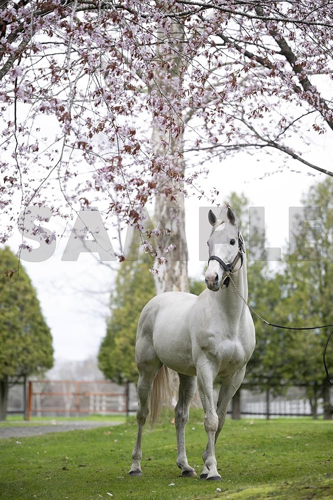 ゴールドシップ写真集 駿夏秋冬 | 競馬王編集部 |本 | 通販 | Amazon