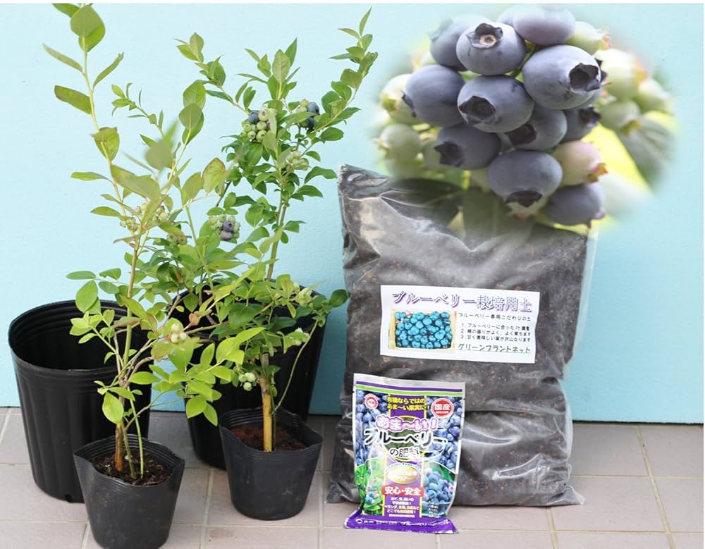 ブルーベリー苗 3.5号ポット50本セット① greenglass_s-blueberry2