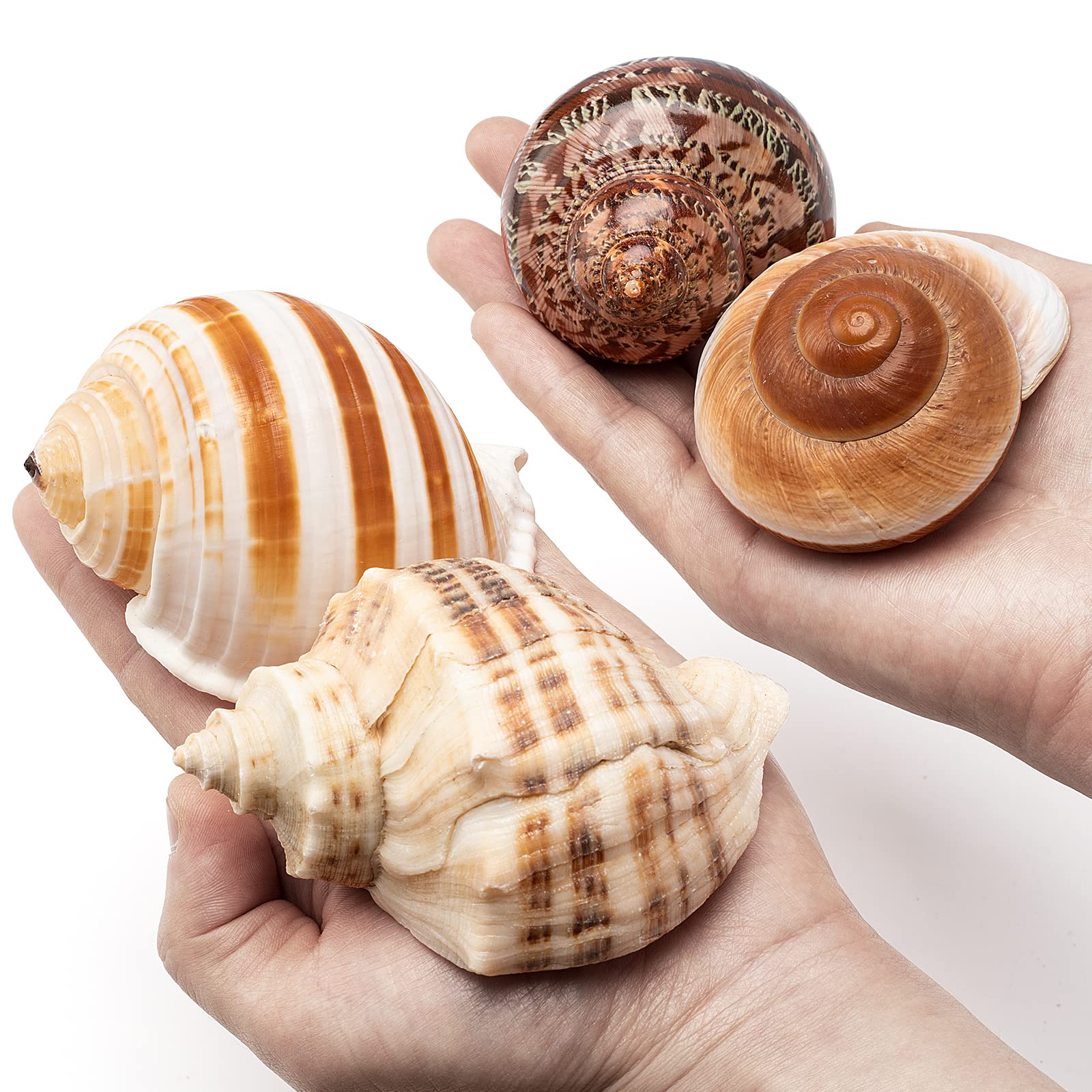 Amazon.com: 4 Shell Hermit Crab Set Assorted for Medium to Large