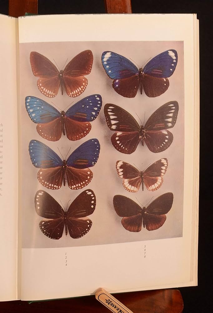 洋書 THE BUTTERFLYS OF THE MALAY PENINSULA The Butterflies of the