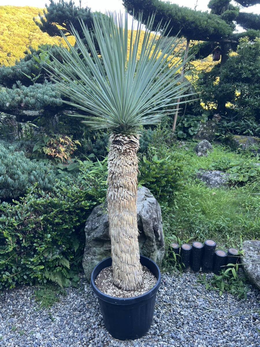 ユッカ 【ロストラータ】1