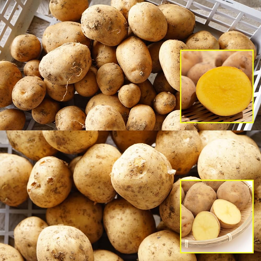 Amazon | はなみどり ジャガイモ インカのめざめ 種芋 1