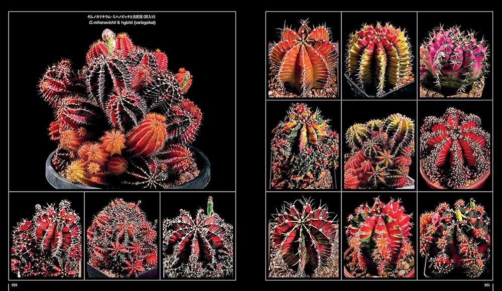 Amazon.co.jp: サボテン全書 All about CACTUS : パワポン・スパナン