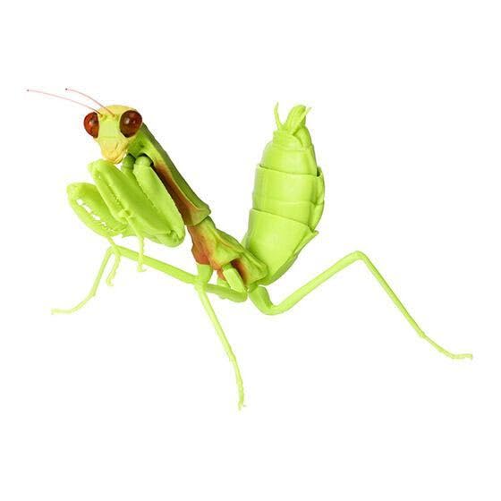 Amazon.co.jp: かまきり04 ムネアカハラビロカマキリ 幼体 かまきり04