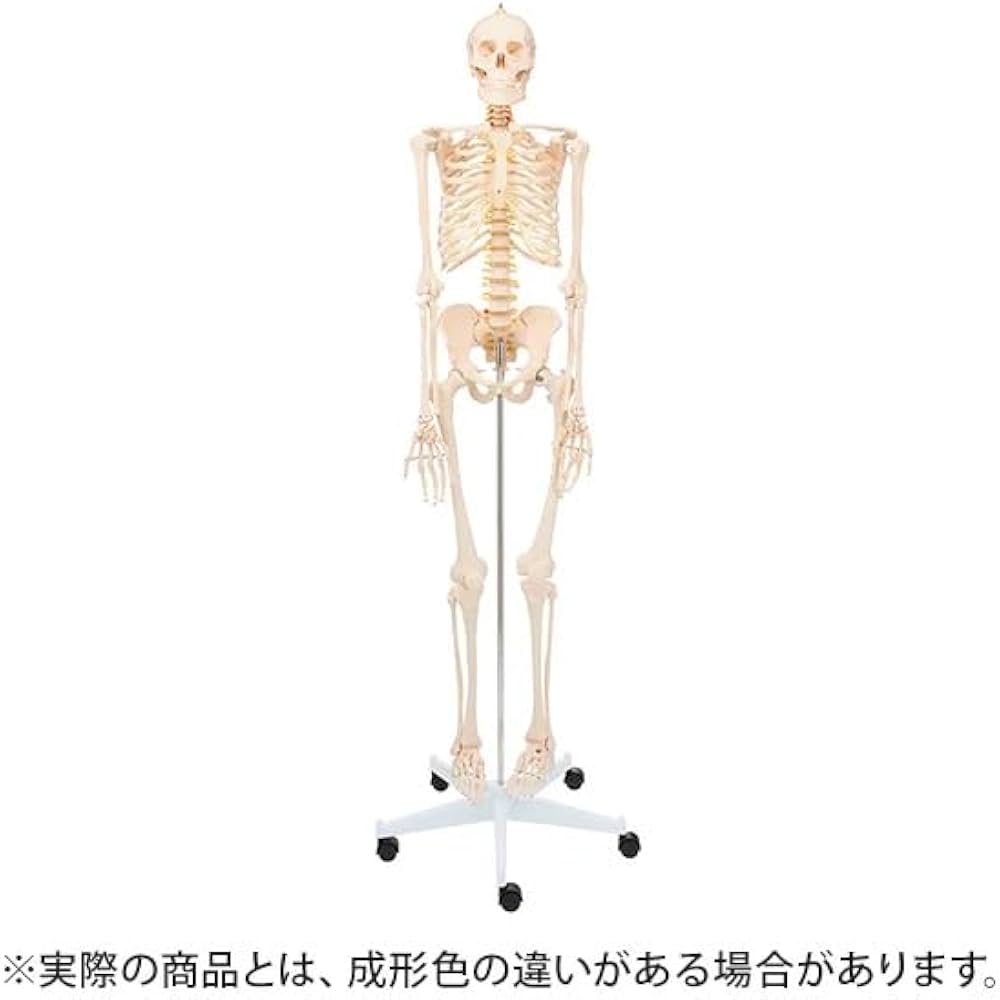 Amazon.co.jp: Full-size Human Body Model Full-body Skeleton Model