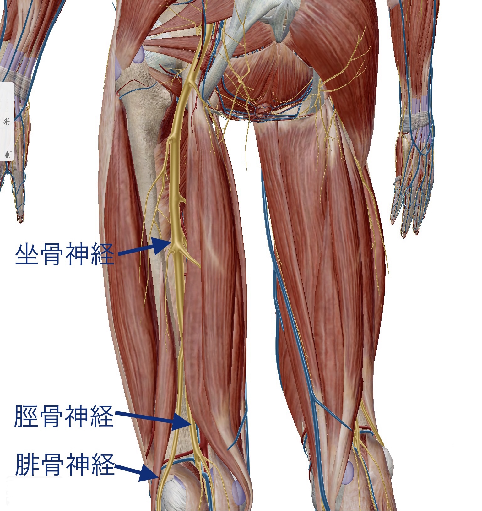神経ブロック | 間庭整形外科