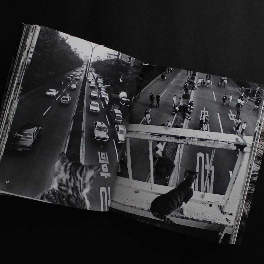 サスケ！！ いとしき猫よ（First Printing） - 深瀬 昌久 / Masahisa