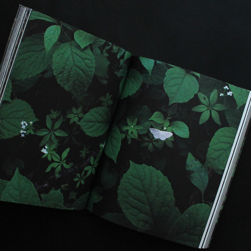 into the forest（Signed） - 田淵 三菜 / Mina Tabuchi