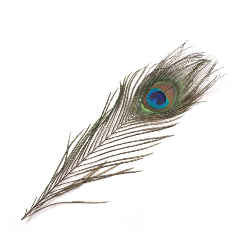 孔雀羽根 ピーコックアイフェザー 【3色展開】 – MAHANA-SHOP