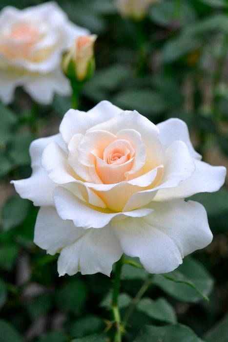 冬季大苗】バラ苗 フレンチレース 国産苗 6号鉢植え品《J-FL10》【0204