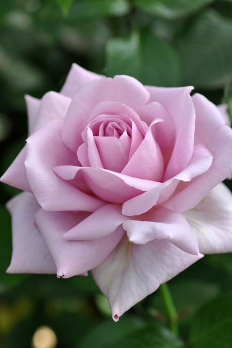 冬季大苗】バラ苗 ローズシナクティフ【エモーションブルー】 国産苗 6