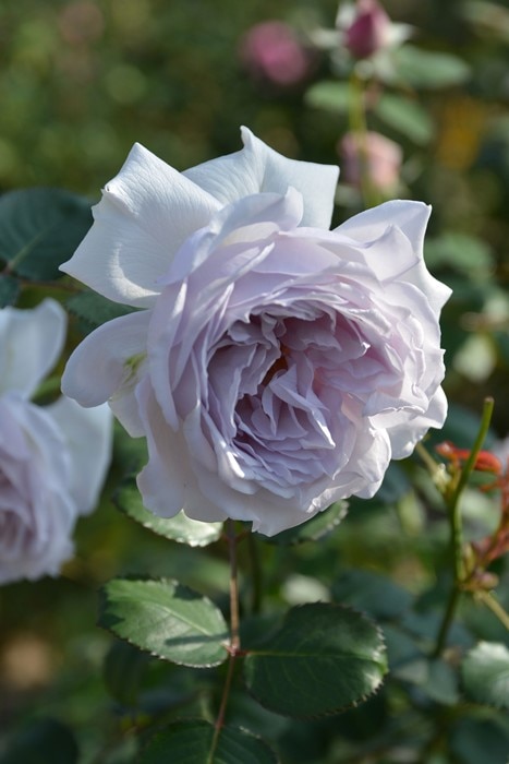 バラ苗【中苗】コントレイル 国産苗 6号鉢植え品［農林水産省 品種登録