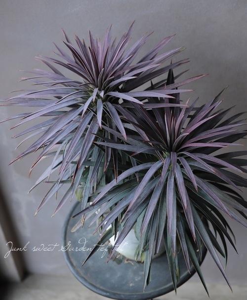 ユッカ 『デスメティアーナ』 特大充実株！ | すべての商品 | | Junk