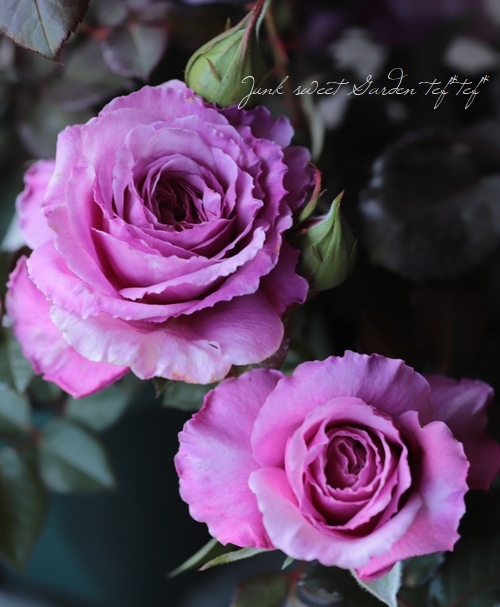 バラ苗 『アワーラストサマー』 香る！ | すべての商品 | | Junk sweet