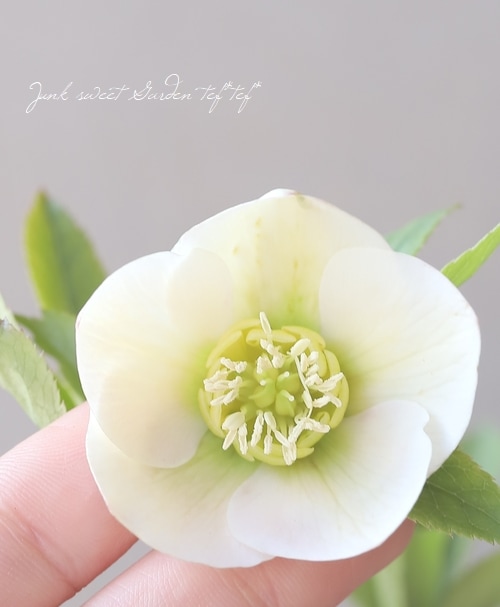 横山園芸・育種生産】 小輪多花性クリスマスローズ 『プチドール』 【H